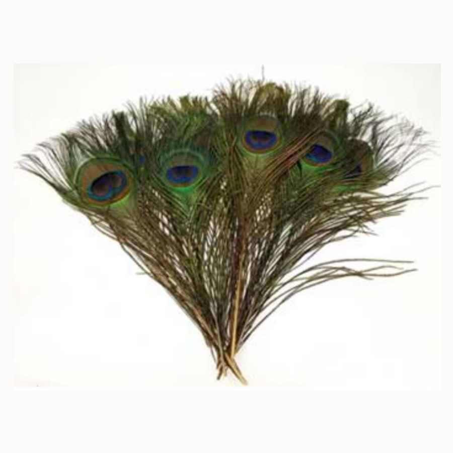 Peacock feather (pk of 10)